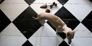 BETOLUX, farba na podlahu, TIKKURILA