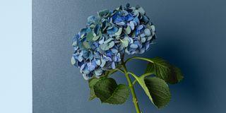 FEELINGS INTERIOR PAINT, umývateľná farba, TIKKURILA